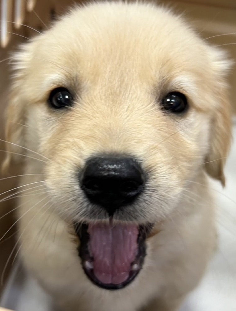 元気なゴールデンレトリバーの子犬