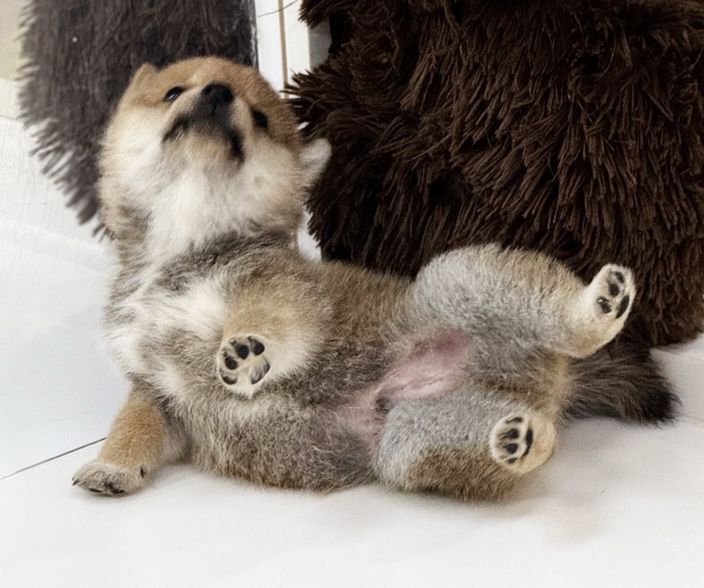 仰向けの柴犬子犬