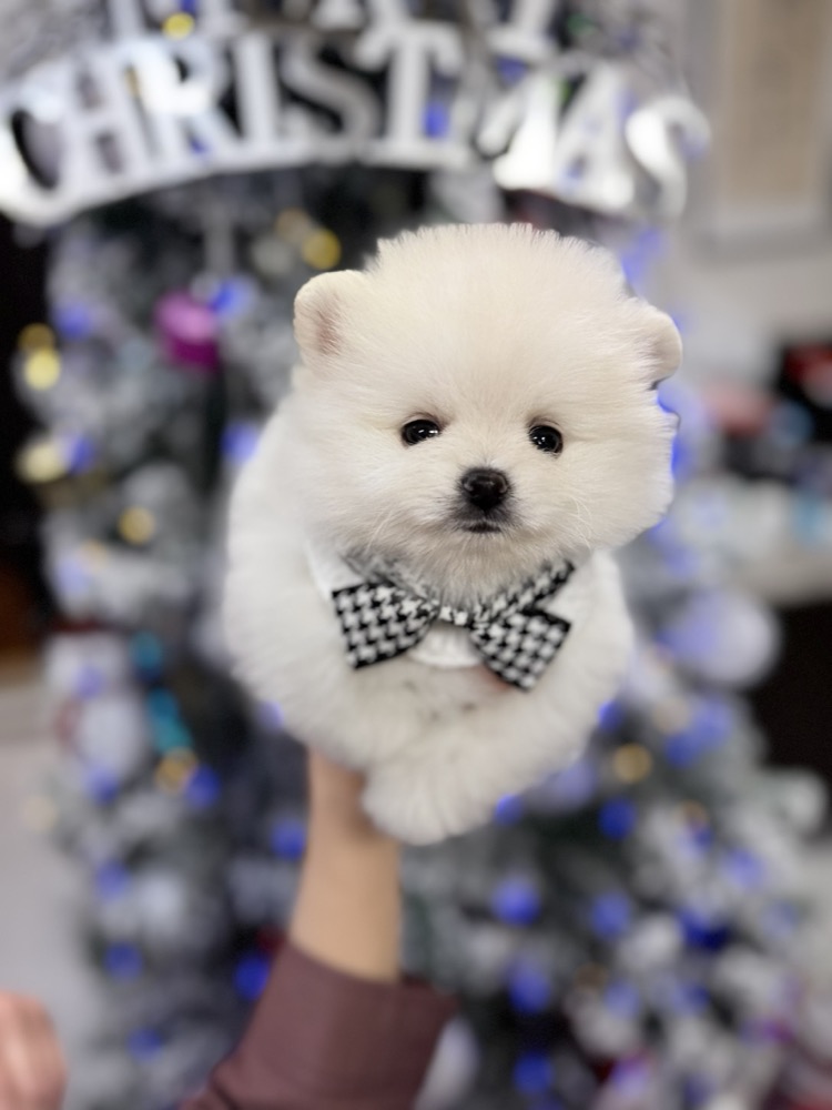クリスマスポメラニアン