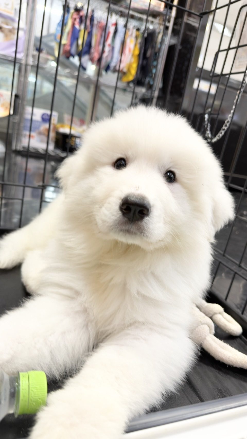 ワンちゃんの写真65