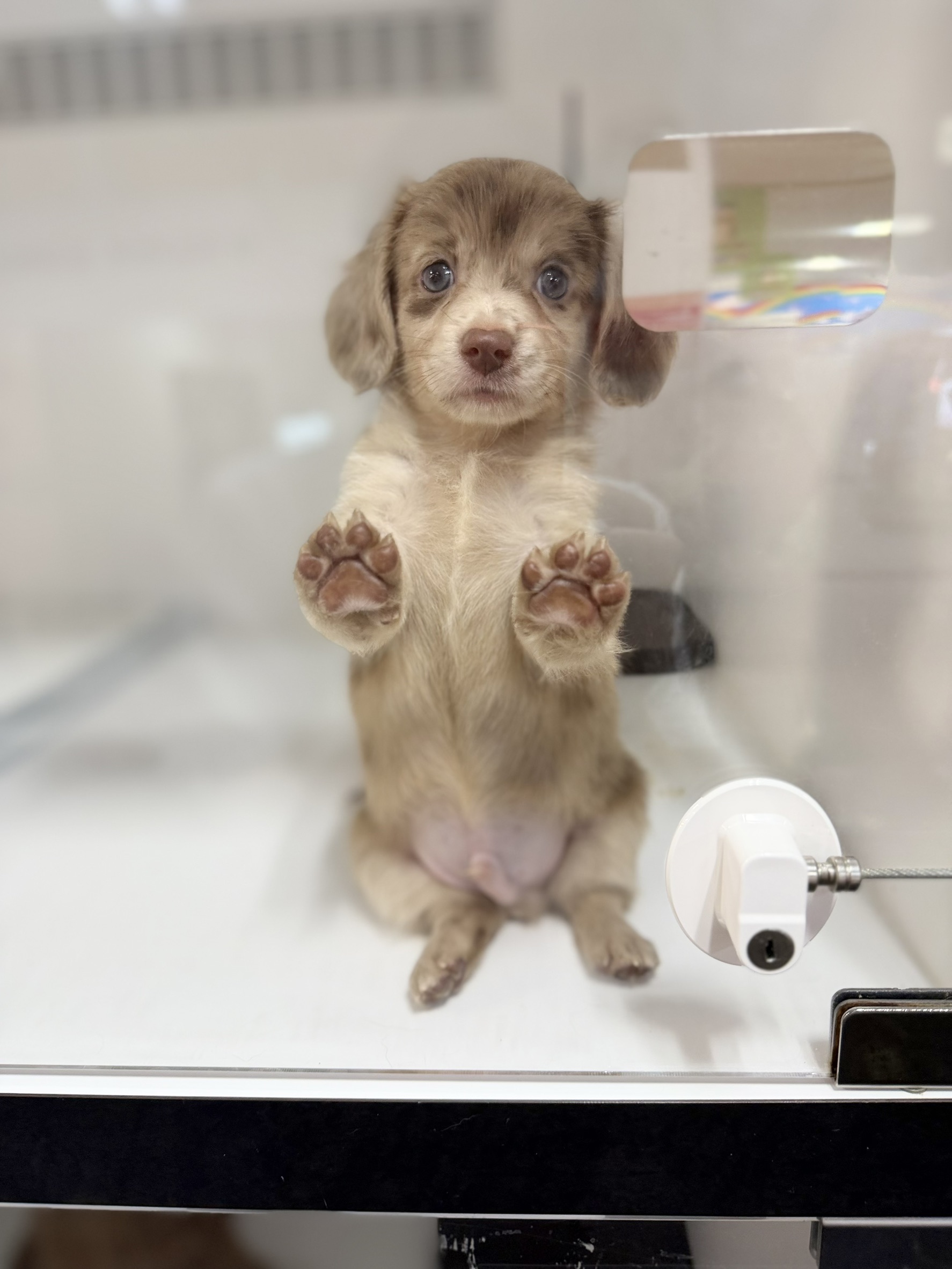 ワンちゃんの写真68