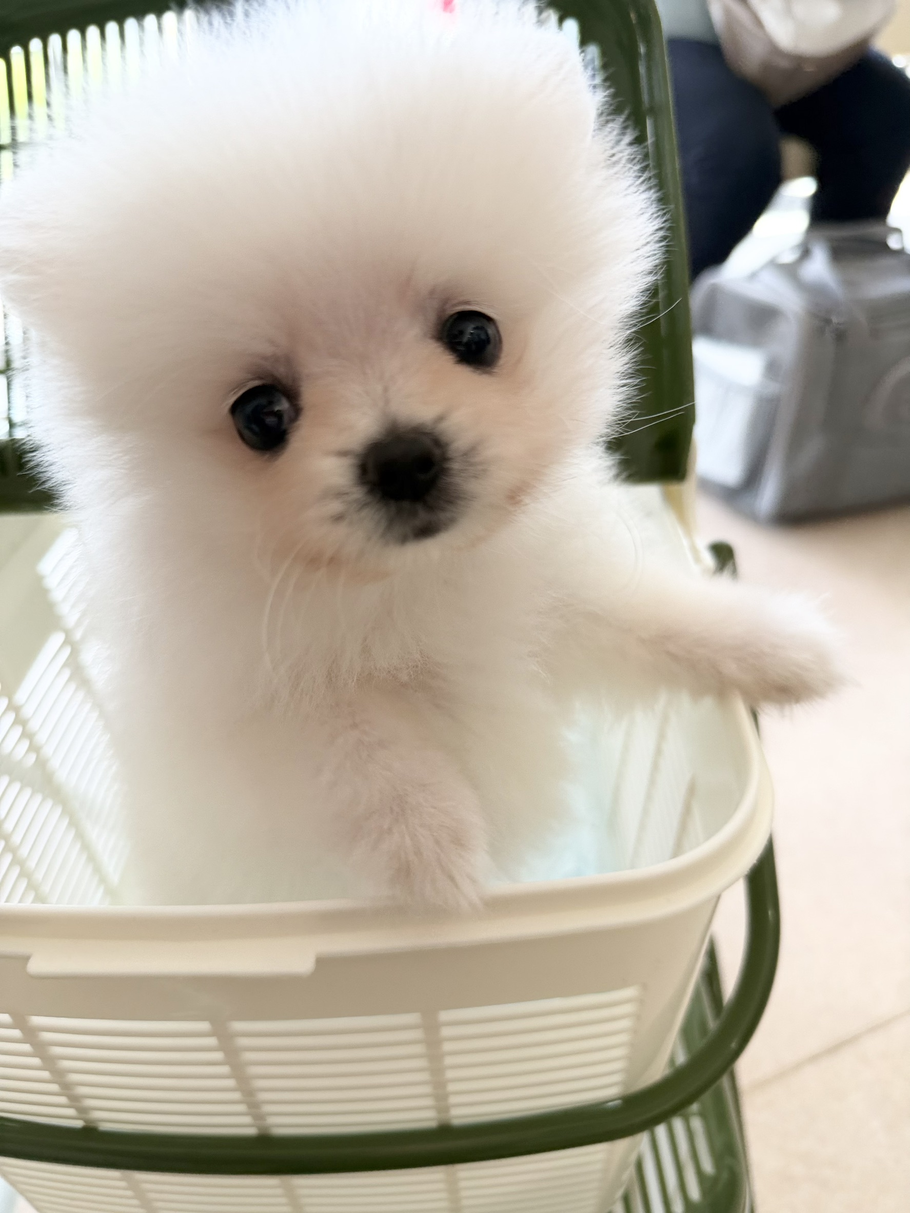 ワンちゃんの写真83