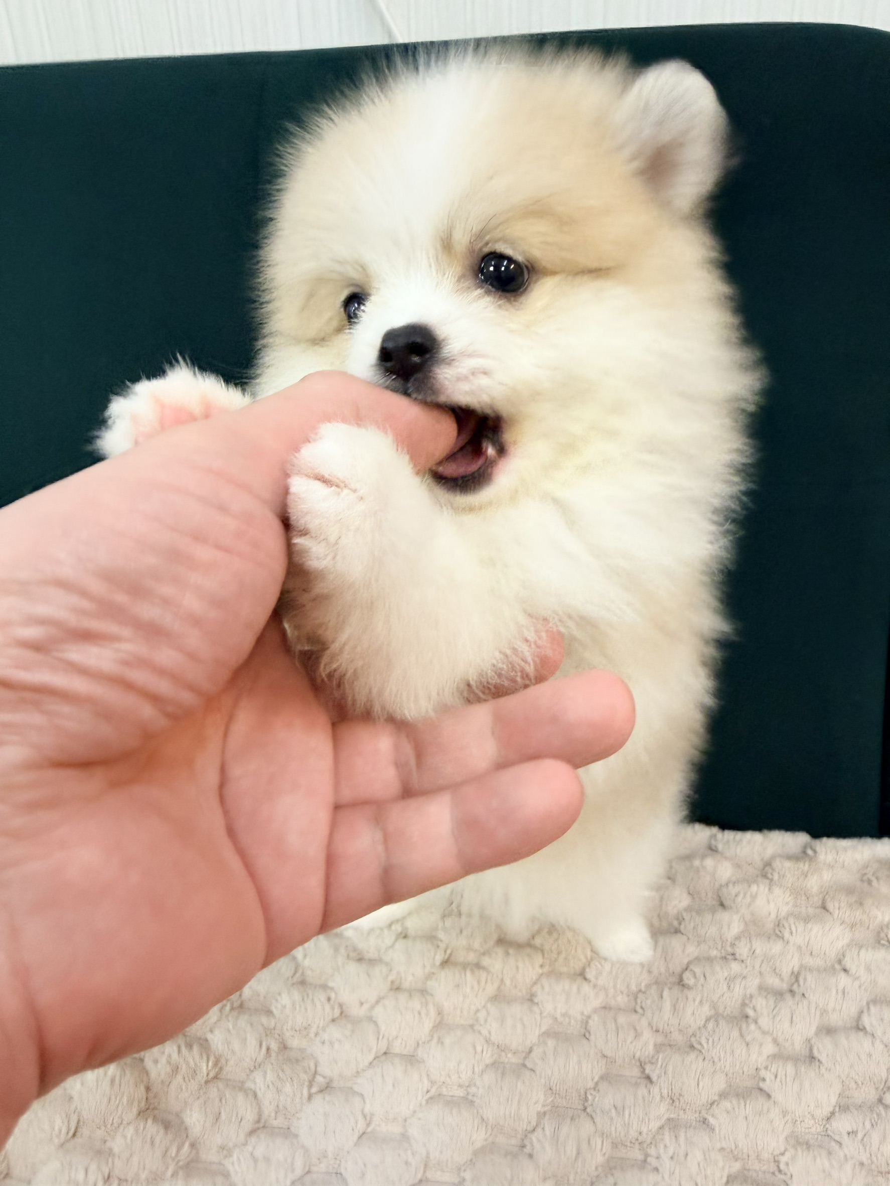 ワンちゃんの写真91