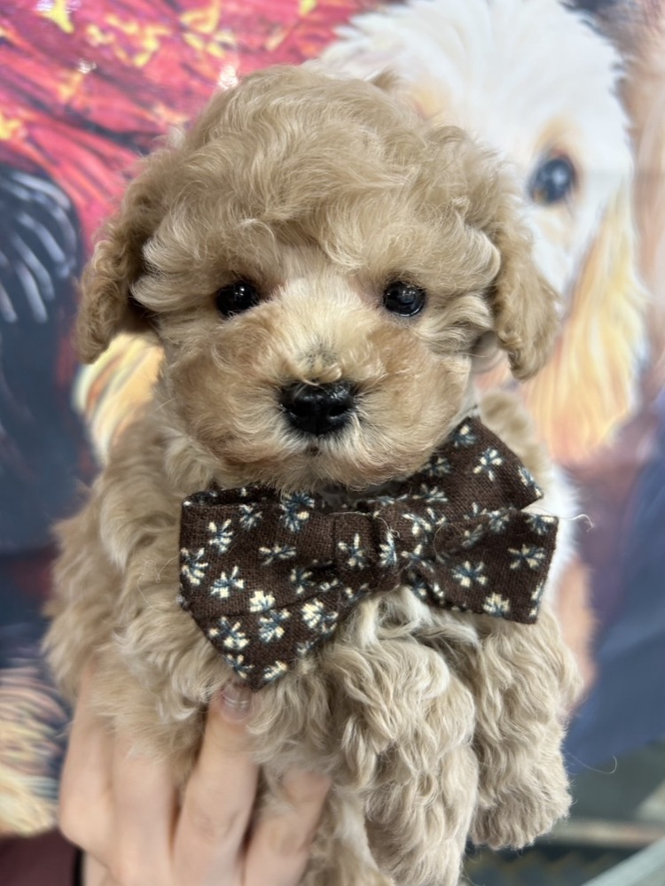 蝶ネクタイ付き子犬