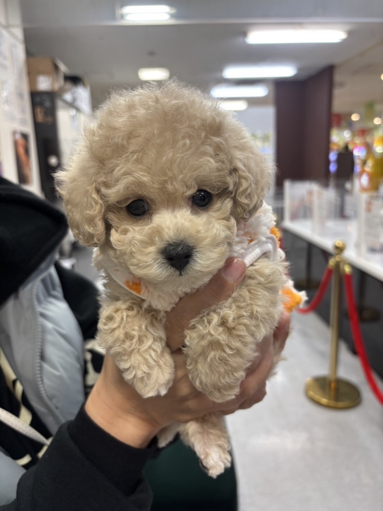抱き上げられた子犬