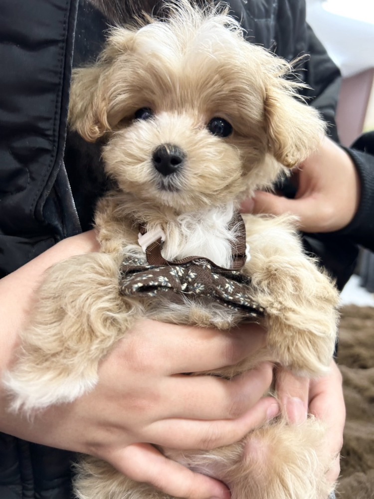 可愛い子犬と花柄リボン