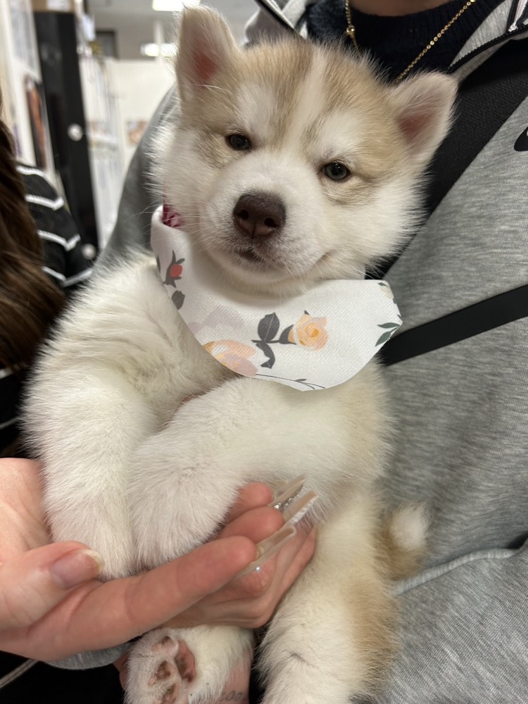 ハスキー子犬