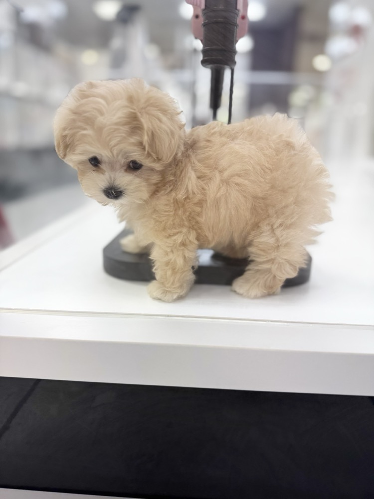 ふわふわの子犬