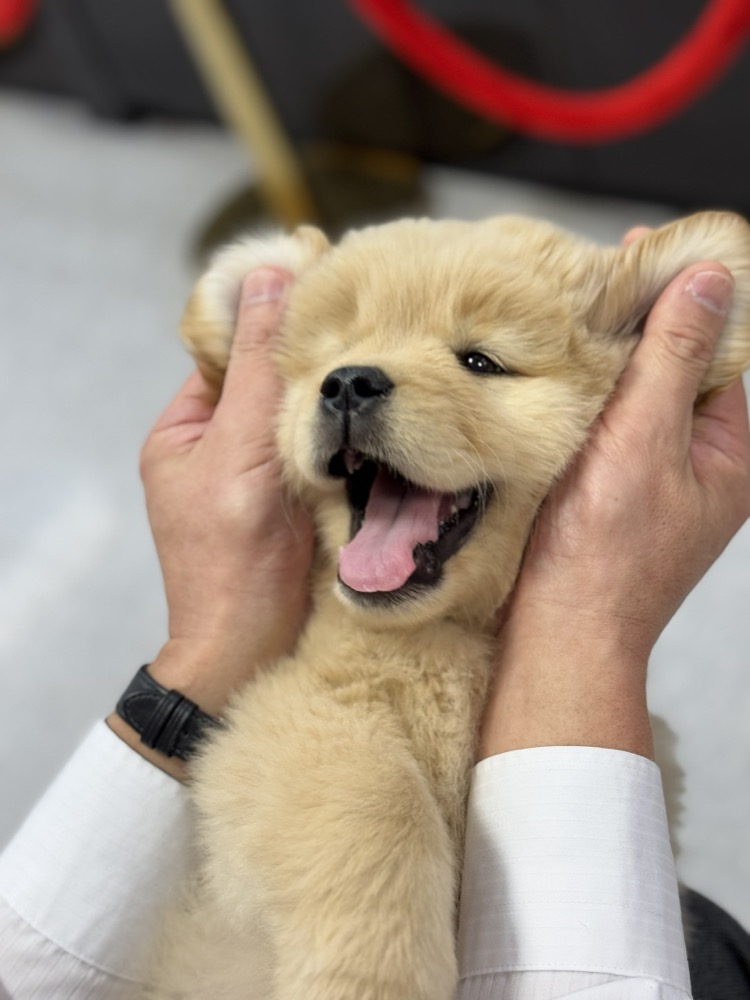 喜ぶゴールデンレトリバーの子犬