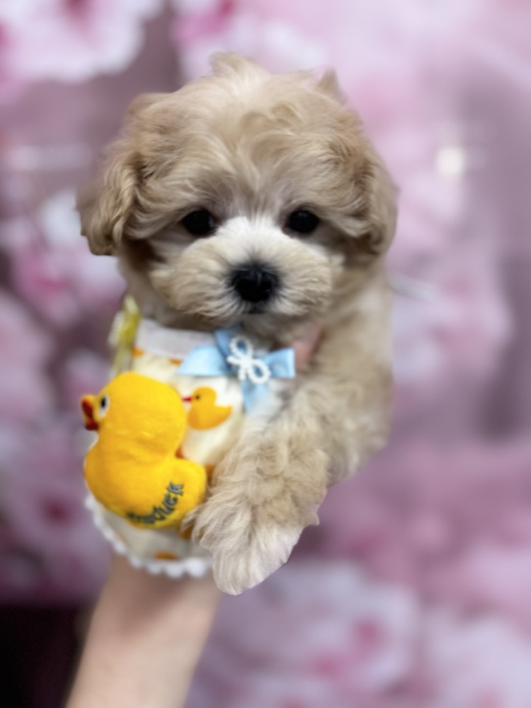アヒルおもちゃを持つ子犬