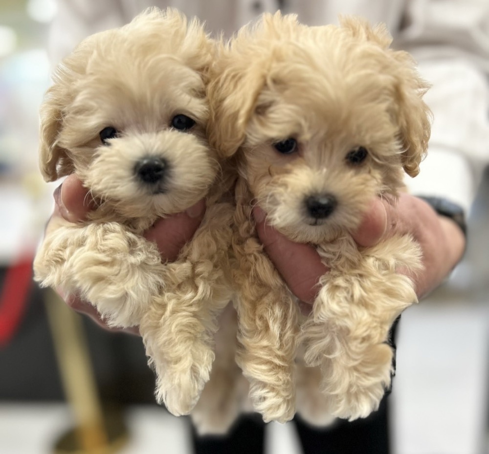 ふわふわ子犬のペア