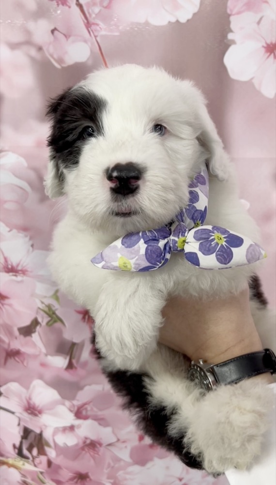白黒の子犬