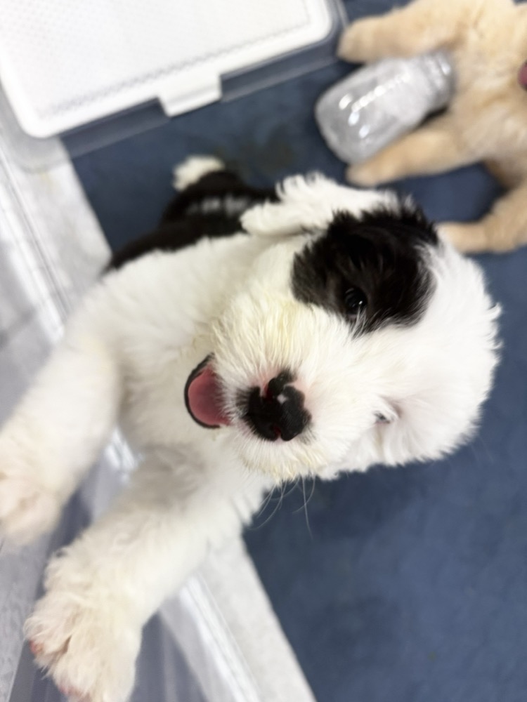 見上げる白黒子犬