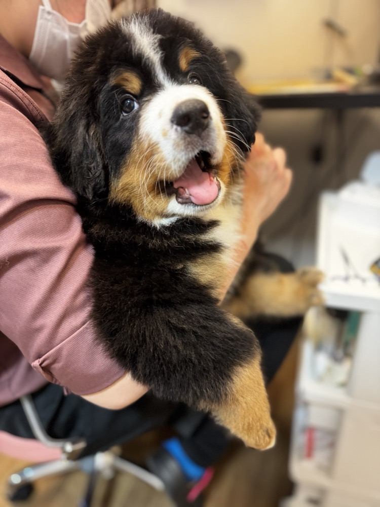元気なバーニーズ子犬