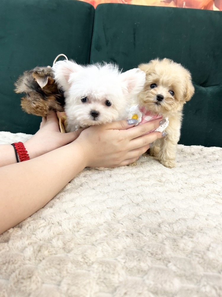 3匹の愛らしい子犬たち