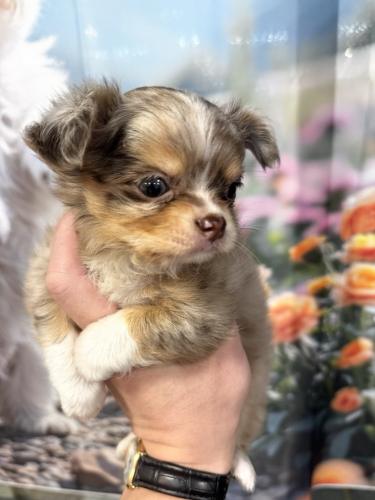 ふわふわチワワ子犬