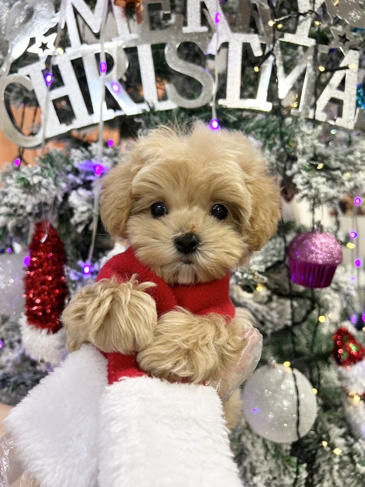 クリスマスの赤セーター子犬
