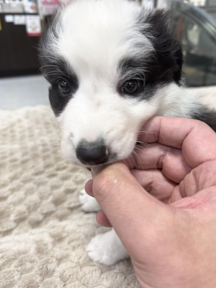 パンダ模様の子犬