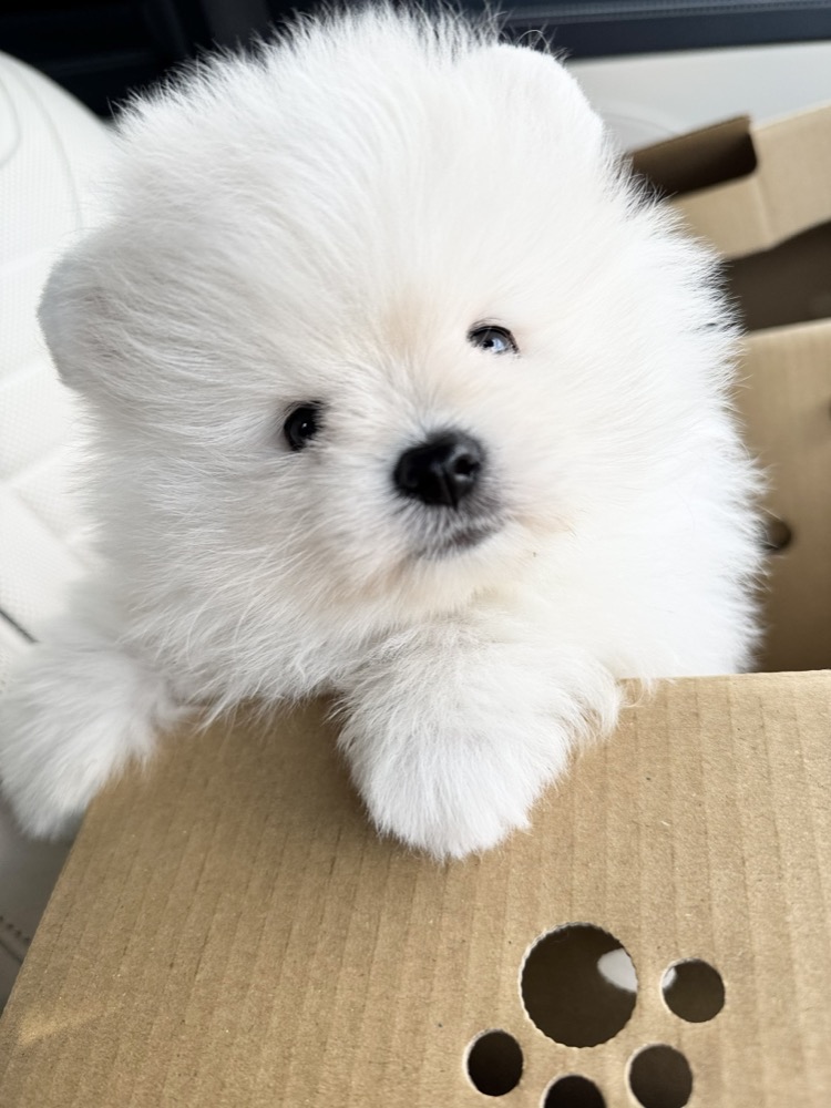 段ボール箱から顔を出す白い子犬
