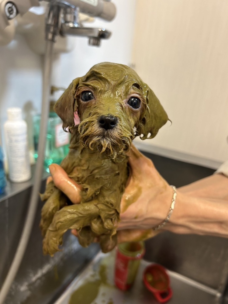 トリートメント中の子犬