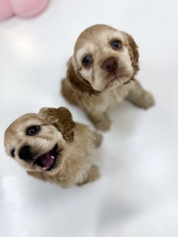 見上げる2匹の子犬