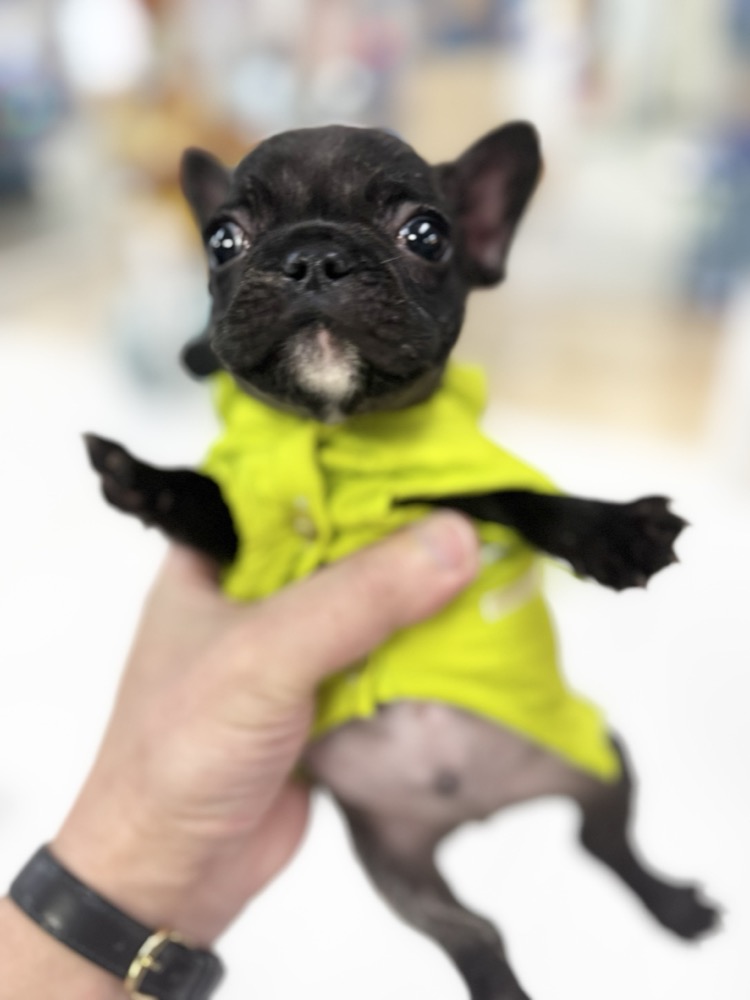 黄色いコートのフレンチブル子犬