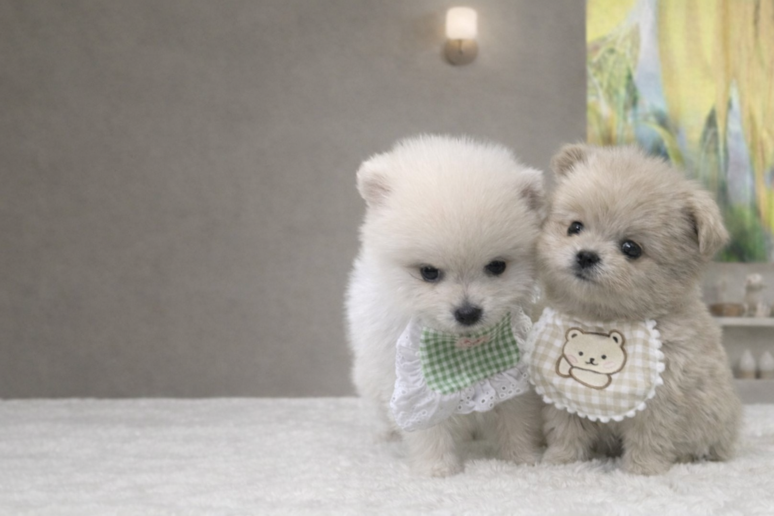店内で寄り添う2匹の白い子犬