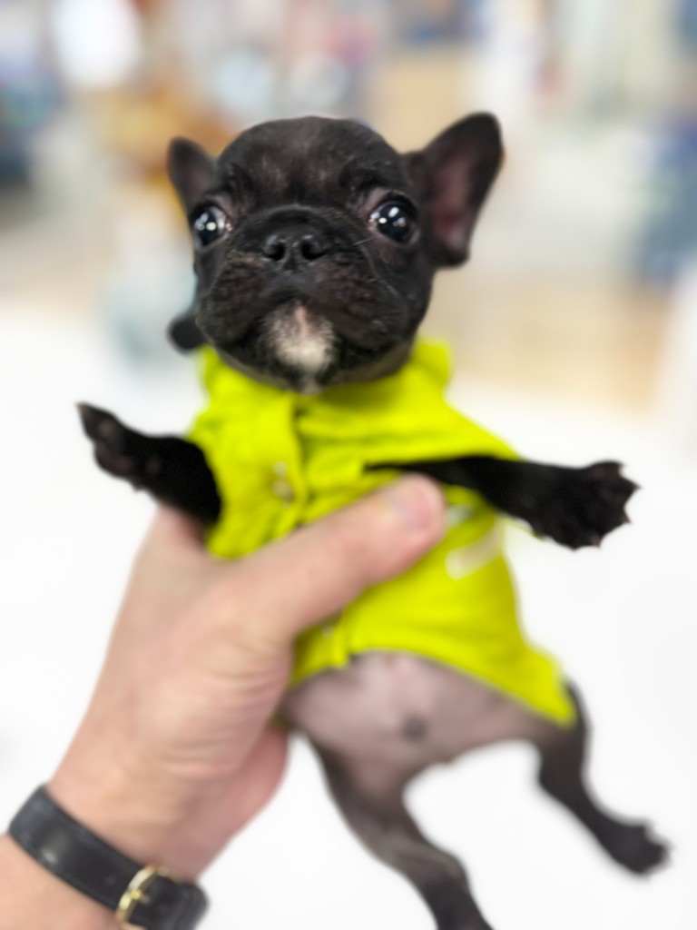 黄緑の襟付きウェアを着けた黒い子犬を手で持ち上げている写真